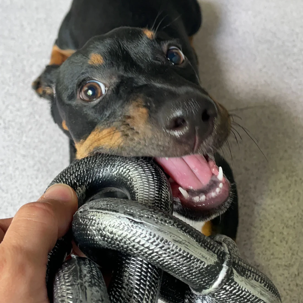 Lallypet™ Chain Leash
